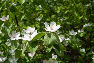 Few white flowers in the leafage of quince tree in May