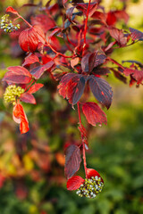 Red autumn tree. Red leaves on the branch.