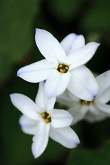 Obraz premium 白い花