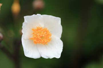 Obraz premium 白い花