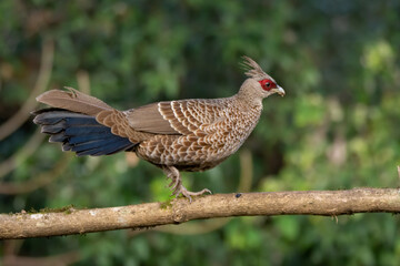 Kalij pheasant walking across on a branch