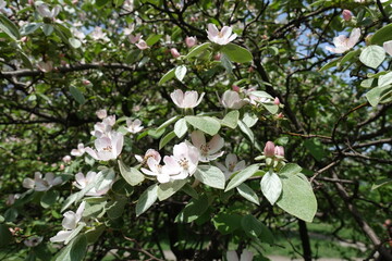 Flowering branches of quince tree in the orchard in May