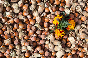 Background made of hazelnuts with shell and flowers. Hazelnuts with copyspace