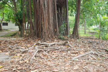 Raíces en el bosque 