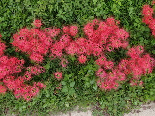 群生している彼岸花