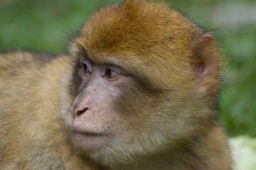 affe