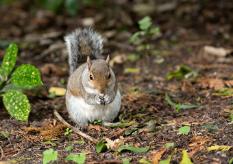 Grey Squirrel in the garden