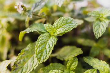 Wild mint leaf sprout, unfocused background.