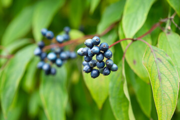 Branch of shrub with blue berries