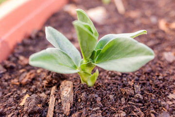 Fototapeta Sprout of a broad bean plant -Vicia faba-. obraz