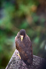 Indian common myna(acridotheres tristis) resting on the roof edge
