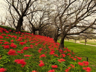 群生している彼岸花