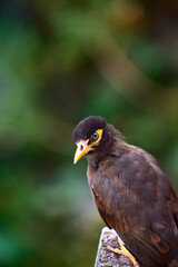 Indian common myna(acridotheres tristis) resting on the roof edge