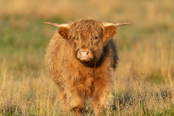 The highland cow