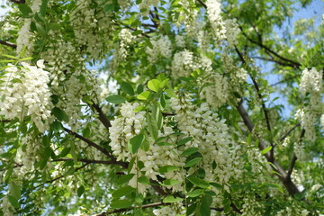 Fototapeta na wymiar Plenty of white flowers in the leafage of Robinia pseudoacacia in mid May