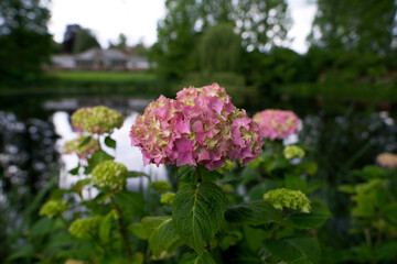 pink Hydrangeas in flower by a pond 