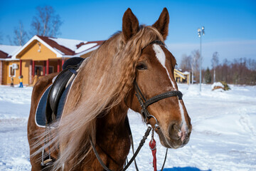 A beautiful horse in a harness stands outside on a Sunny winter day