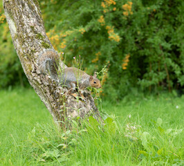 Grey Squirrel  in the park