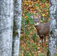 Naklejka na ściany i meble White-tailed buck on alert in the forest during autumn 