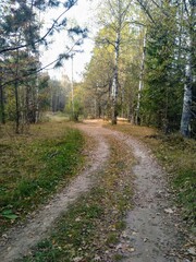 dear in the autumn forest