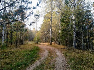 dear in the autumn forest