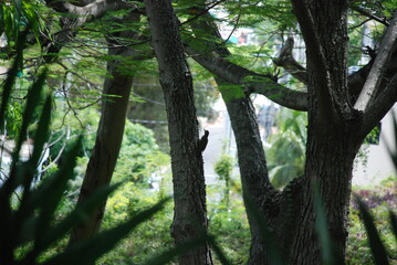 Carpintero en el bosque