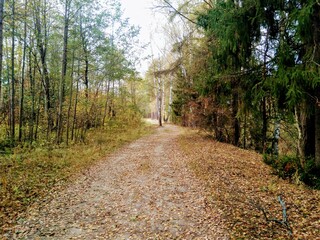 dear in the autumn forest