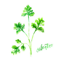 Hand drawn watercolor cilantro herb branch