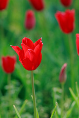 Obraz premium チューリップ