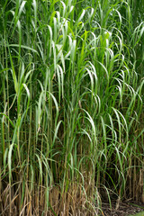 Close-up of Ornamental Grasses