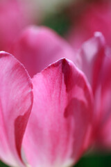 Fototapeta premium チューリップ