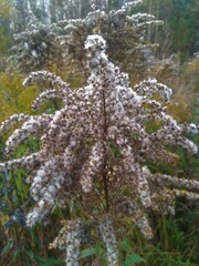 forest plants in autumn