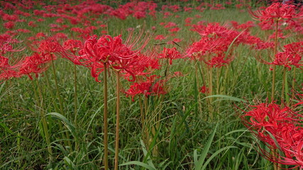 群生している彼岸花