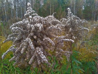 forest plants in autumn