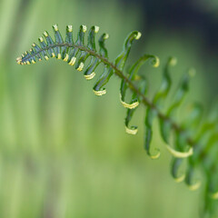 close up of fern leaf
