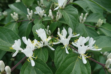 Two lipped white flowers of Amur honeysuckle in mid May