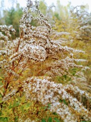 forest plants in autumn