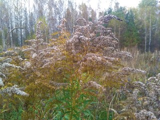 forest plants in autumn