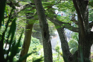 Carpintero en el bosque
