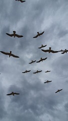 flock of birds