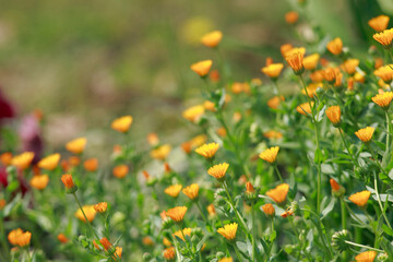 オレンジ色の花