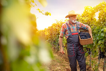 senior man standing  with basket full grape in the beautiful vineyard