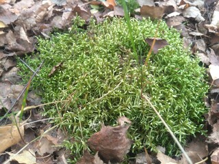 moss