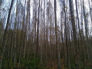 birch forest in autumn