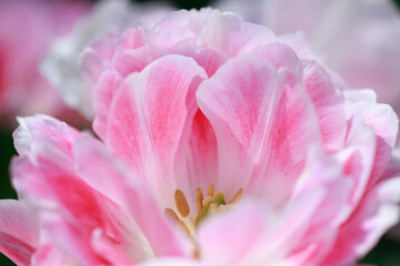 Obraz na płótnie Canvas ピンク色の花