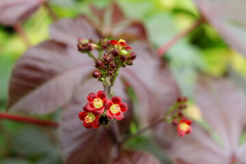 Bellyache bush or Jatropha gossypiifolia blooming on bunch and blur leaves bckground. Another name is Black physicnut, Cotton-leaf physicnut, Cotton-leaf Jatropha.