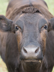 牛　丑　うし　ウシ