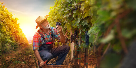 Farmer harvesting the grapes in a vineyard