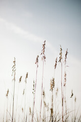 Sea Oats One