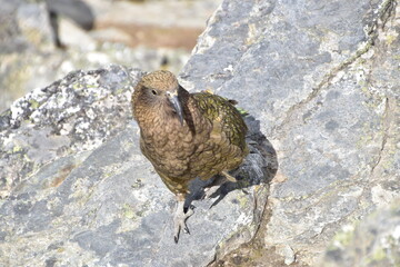Mountain Bird, Kea in Queenstown, New Zealand